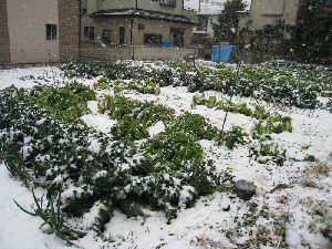 ２００８年１月２３日　埼玉に降った雪はべた雪でした